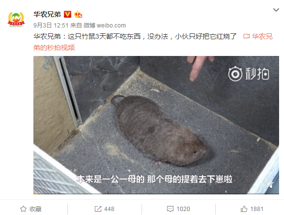 竹鼠中暑只好吃了它!小哥:我看你也像个竹鼠