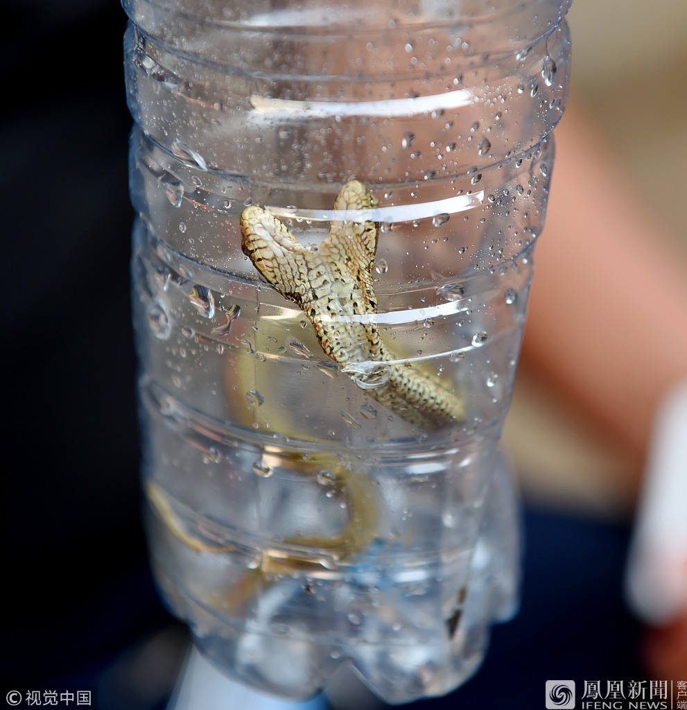 河南农户家发现双头蛇疑基因突变, image size:991x1024