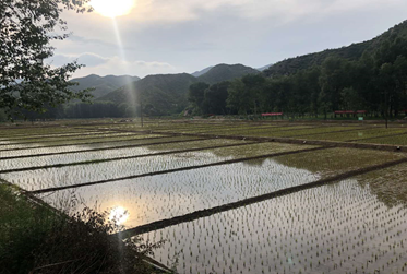 原产地扶贫|认购长寿富锶有机糙米助力4岁女童圆读书梦