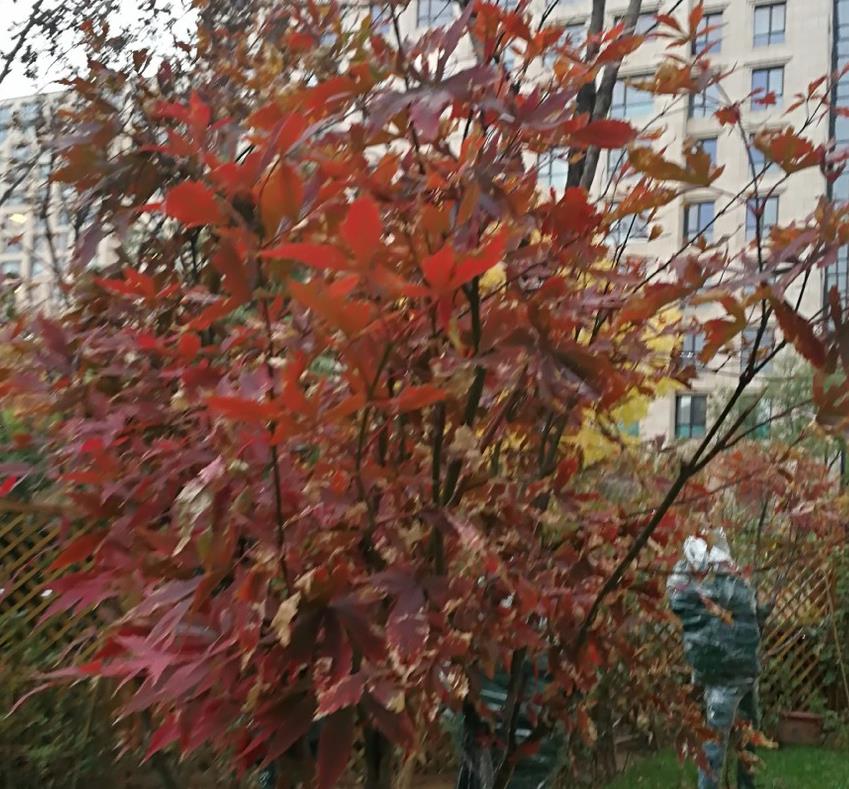 杨幂爸爸晒自家豪宅美景，拍摄技术亮了