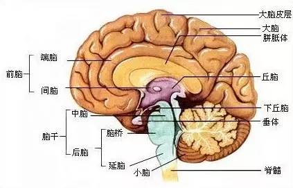 你到底是嘴馋还是饥饿？这是个科学问题