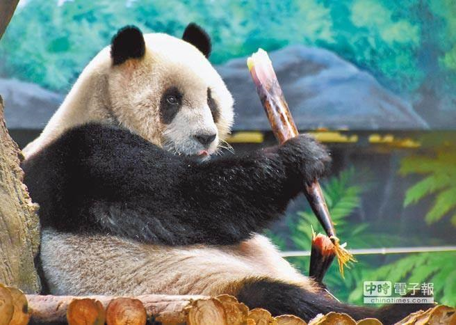 两岸关系不好 台媒声称台大熊猫赴陆“找对象”遭拒