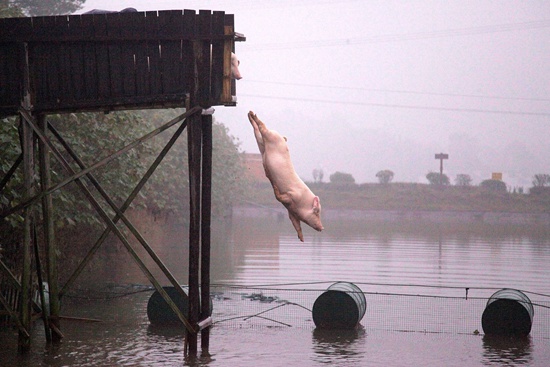 保卫“中国土猪”：4个地方猪种已灭绝 31个品种濒危