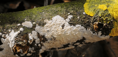 人花百年规划设计的铁路网 无脑生物26小时就搞定了