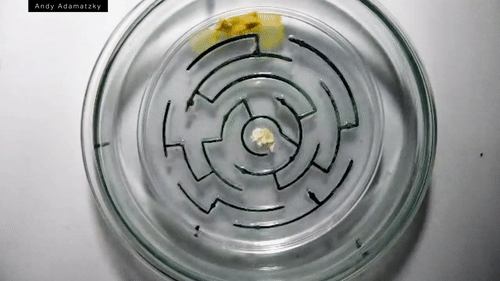 人花百年规划设计的铁路网 无脑生物26小时就搞定了