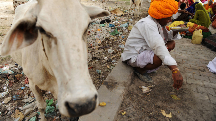 印度拟建“新型”养老院：奶牛和老人一起生活共度晚年