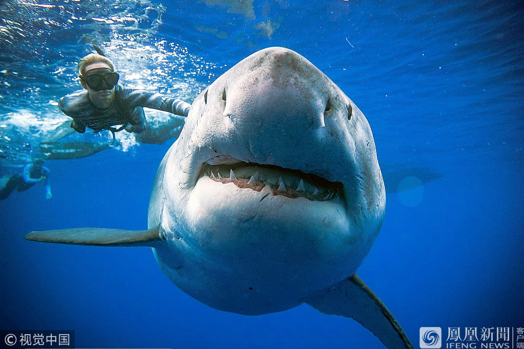 世界上最大的白鲨 身长达6米（图片）