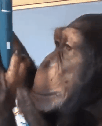 黑猩猩玩iPhone居然这么6 画面硬核