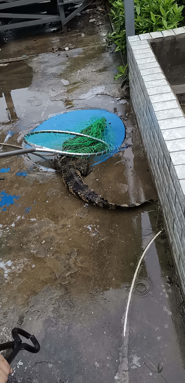 暴雨后鳄鱼到肉联厂溜达被捕武汉动物园不是我们的