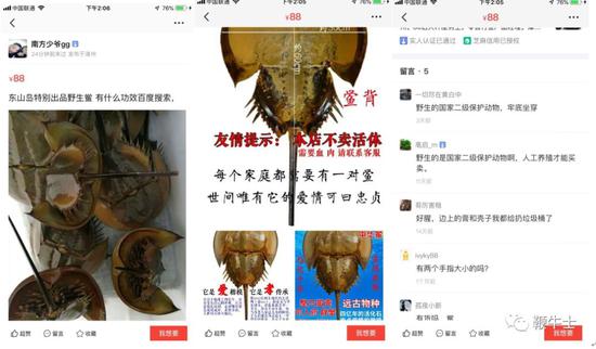 闲鱼、转转上可以买到野生保护动物制品 我们试了试