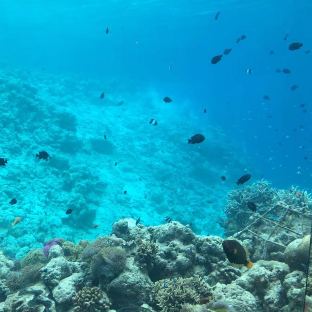 凤凰FM平台展示