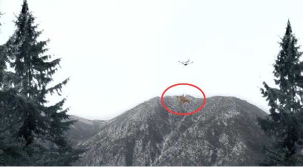 用无人机遛狗的后果:狗起飞了-中国学网-中国I