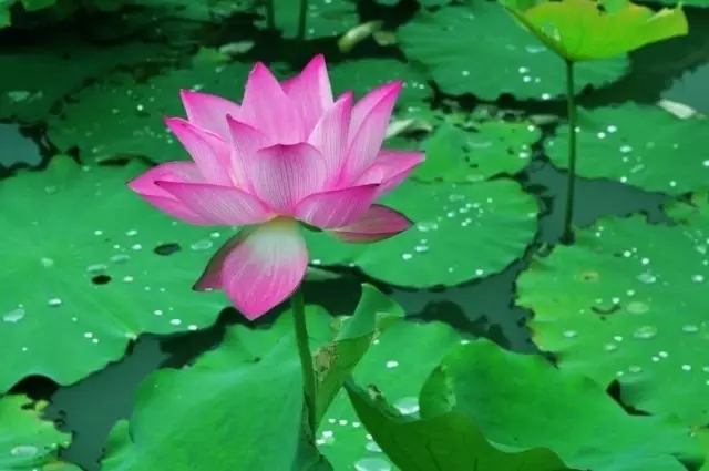 【荐读】人生不同年龄段的取舍(发人深省)_凤