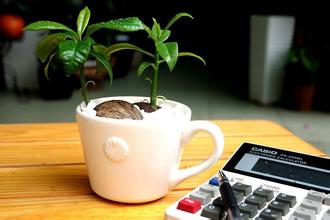 办公室养鱼植物风水常识_凤凰星座