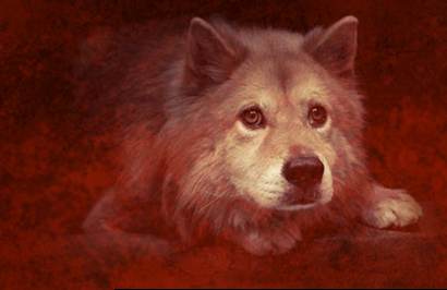 广西狗肉节去留之争 饮食文明的边界在哪里?_