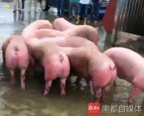 一头一头往外赶！安徽六安继续营救暴雨中的3000头猪