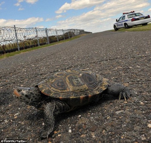 乌龟闯入机场跑道生蛋 致纽约机场航班延误