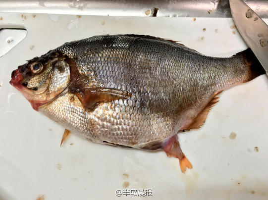 网友买了一条海鲫 回家后发现不止是一条(组图)