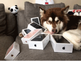 一口气给狗买了8部iPhone7 王思聪又被老外喷了…