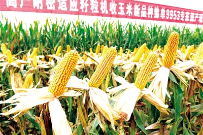 最好的玉米种子是什么种?