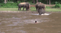 救命恩人溺水后 这头小象毫不犹豫地冲进河里救人
