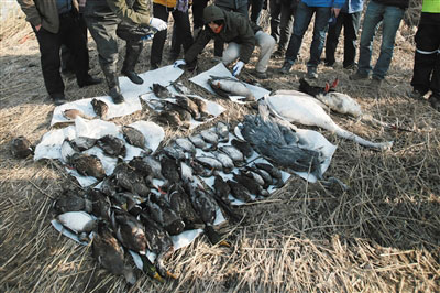 内蒙古233只天鹅遭捕杀事件：7名犯罪嫌疑人落网