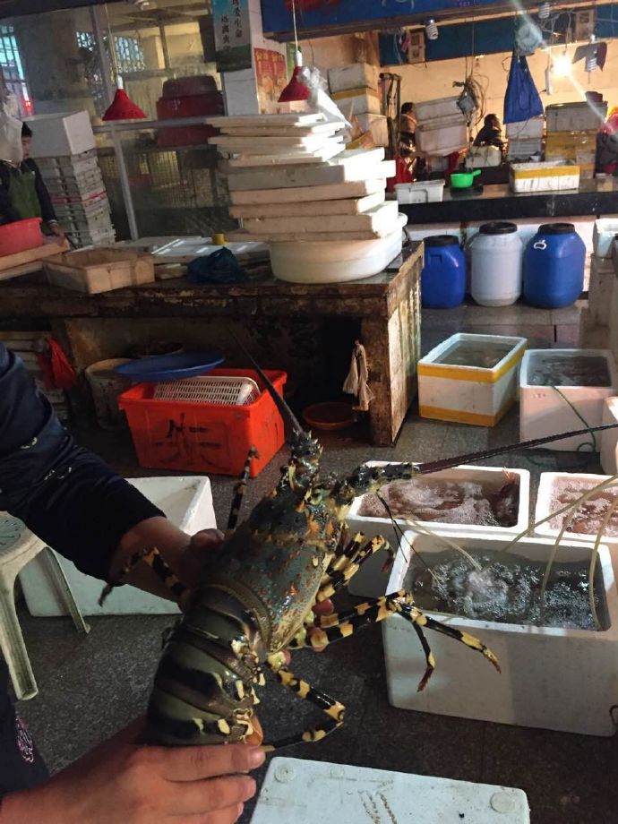 浙江渔民捕到神秘大龙虾 全身五彩斑斓能卖60