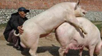 令人惊讶动物性行为:猪高潮持续30分钟