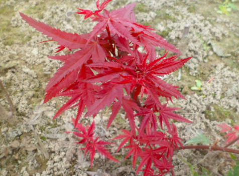 日本红枫三季红,全年红叶300天,种植不过时