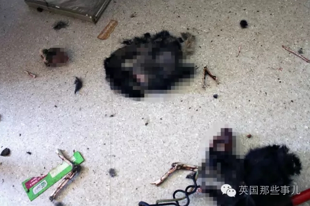 被锁家中 14只猫互食充饥剩1只生还 - 梅思特 - 你拥有很多,而我,只有你。。。 被锁家中 14只猫互食充饥剩1只生还 - 梅思特 - 你拥有很多,而我,只有你。。。