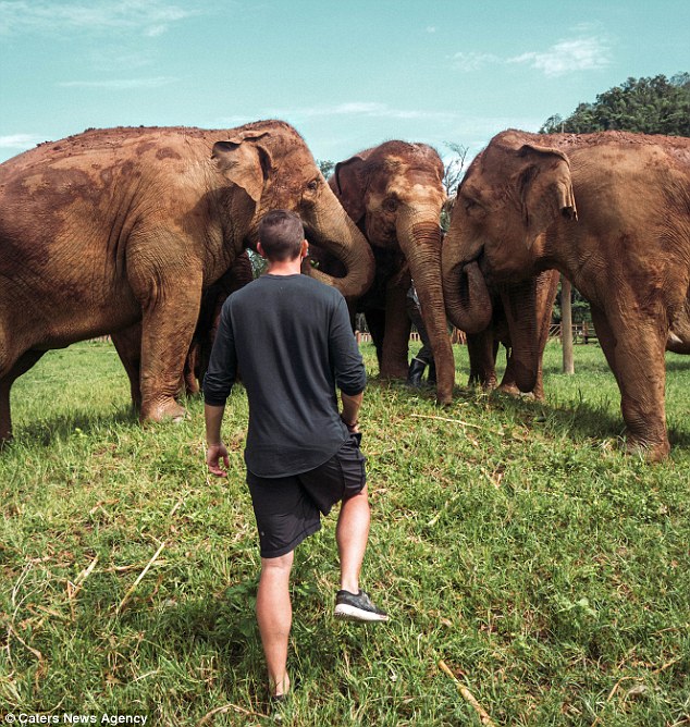 为奴八十年 泰国这两头大象终于被解救了