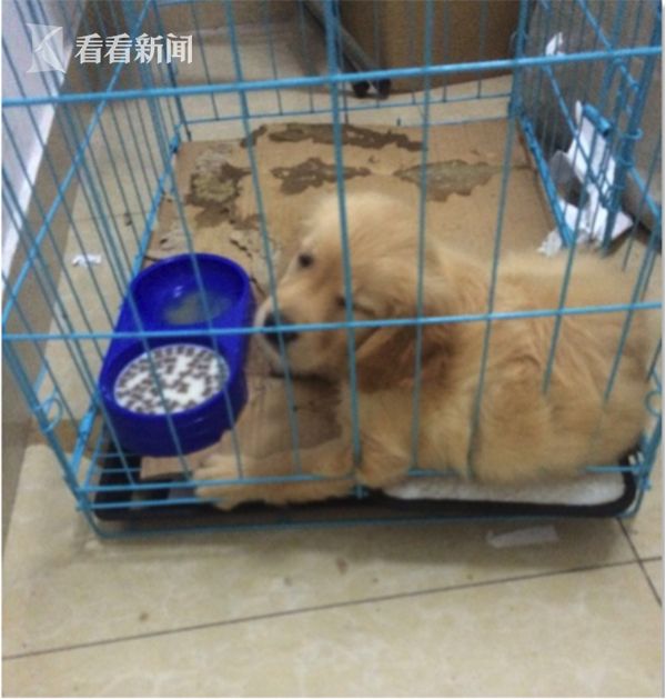 上海唯一正规的“宠物救助组织”竟是场骗局！(图)