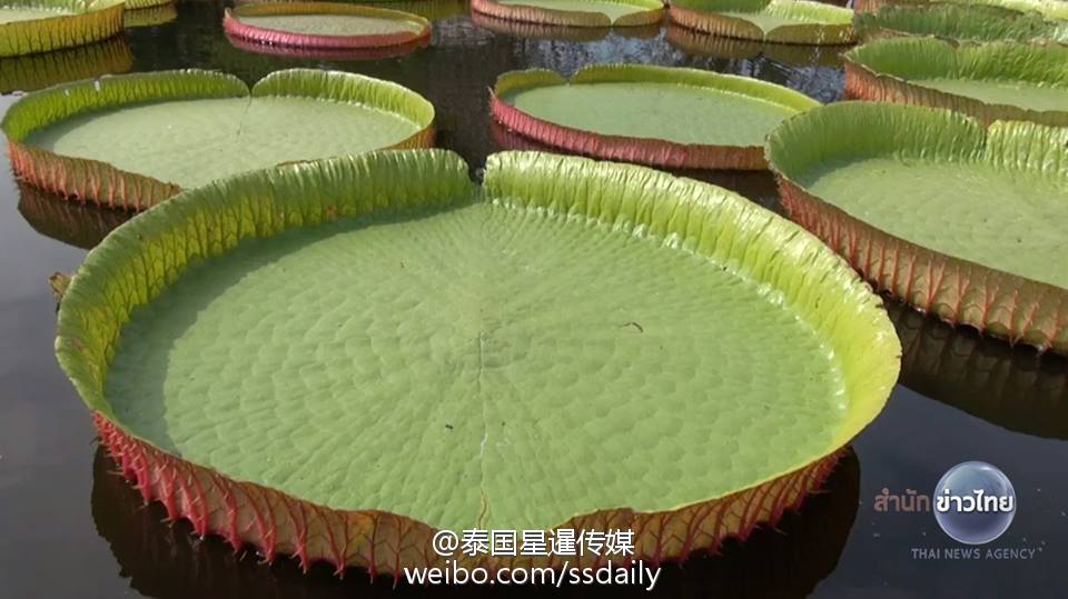 泰国能站人的巨型荷叶池又开放了! (高清组图)