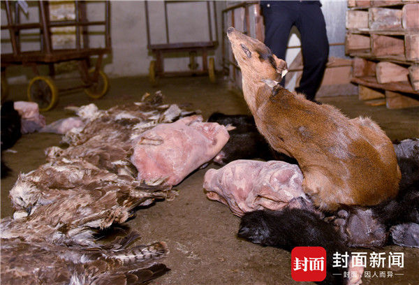 四川破获一野味案:熊头熊掌穿山甲成堆,查扣近2吨动物死体 - 梅思特 - 你拥有很多,而我,只有你。。。 四川破获一野味案:熊头熊掌穿山甲成堆,查扣近2吨动物死体 - 梅思特 - 你拥有很多,而我,只有你。。。