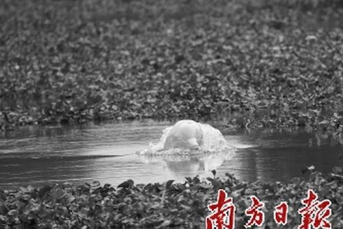 广东一30岁高龄中华白海豚误入内河