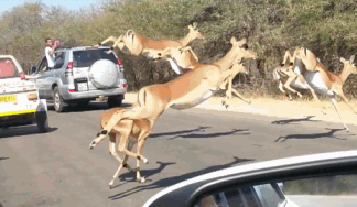 在猎豹的追逐下 一群羚羊以超魔性姿势飞越车阵