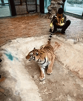 贵阳野生动物园回应“虐虎”：系饲养员与幼虎嬉戏