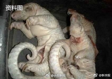 警方查获2只穿山甲 其身体被剥鳞冷冻 - 梅思特 - 你拥有很多,而我,只有你。。。 警方查获2只穿山甲 其身体被剥鳞冷冻 - 梅思特 - 你拥有很多,而我,只有你。。。