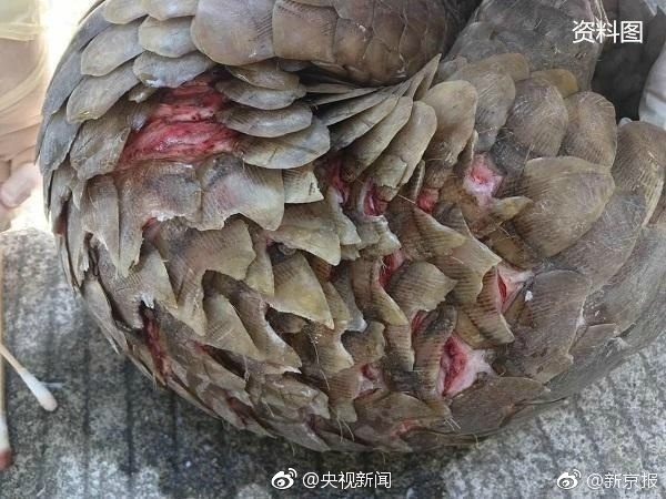 警方查获2只穿山甲 其身体被剥鳞冷冻 - 梅思特 - 你拥有很多,而我,只有你。。。 警方查获2只穿山甲 其身体被剥鳞冷冻 - 梅思特 - 你拥有很多,而我,只有你。。。
