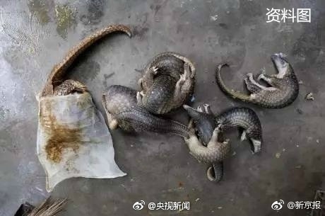 警方查获2只穿山甲 其身体被剥鳞冷冻 - 梅思特 - 你拥有很多,而我,只有你。。。 警方查获2只穿山甲 其身体被剥鳞冷冻 - 梅思特 - 你拥有很多,而我,只有你。。。