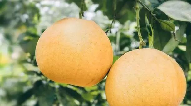 以柚为媒以花聚人 梁平第五届柚花节昨日开幕