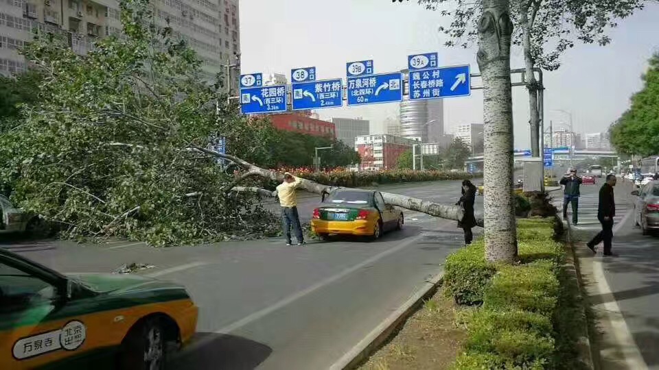 北京狂风挂倒树 添堵多条路