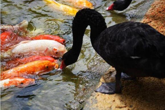 深圳野生动物园上演黑天鹅“亲吻”锦鲤