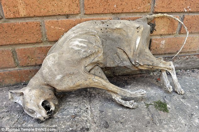 英男子在屋顶发现死了30年的猫 已成干尸木乃伊