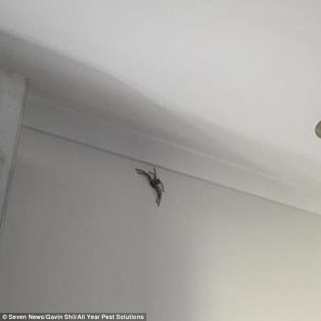 澳大利亚居民家中发现 蜘蛛之王 长达25厘米