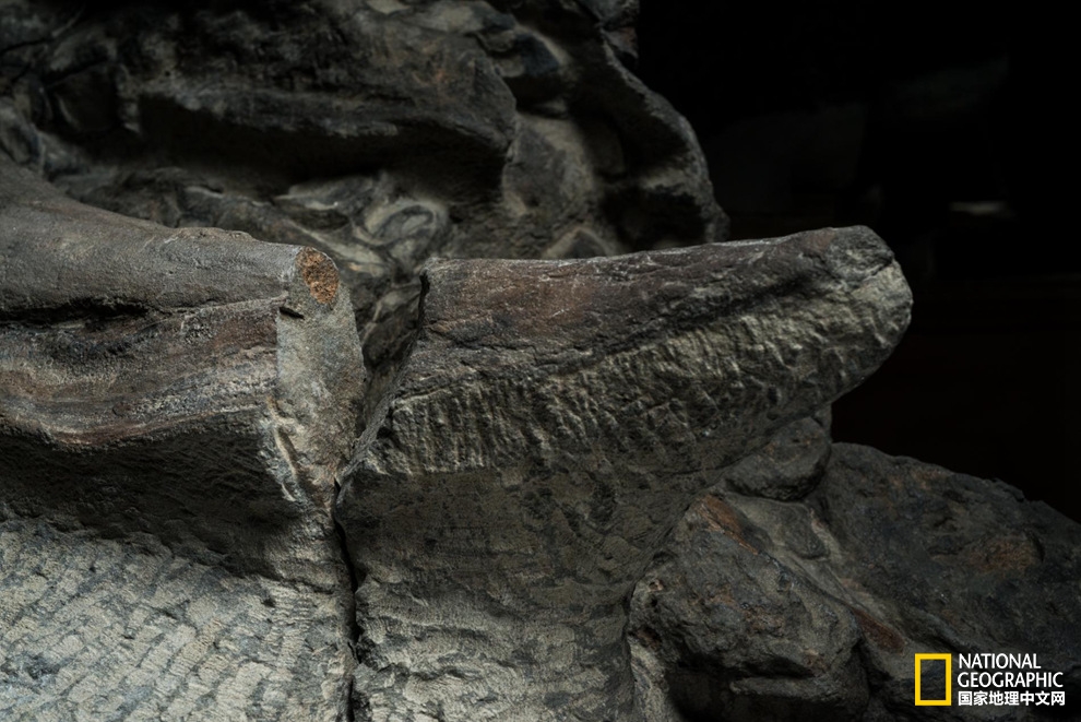 史上保存最完好的结节龙化石公开