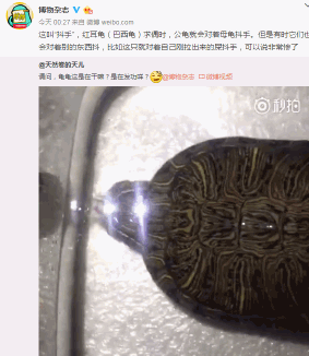 fun来了:韩国女团扭起大秧歌 秧歌申遗刻不容缓 fun来了:韩国女团扭起大秧歌 秧歌申遗刻不容缓图片