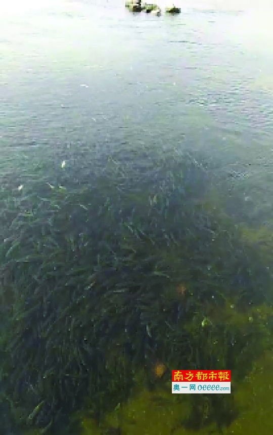 活久见！深圳湾惊现1.2米长“鱼王” 岸边数千条海鱼翻腾