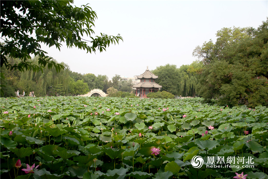 "莲漪夏艳"古莲池 移步其中皆是景(图)