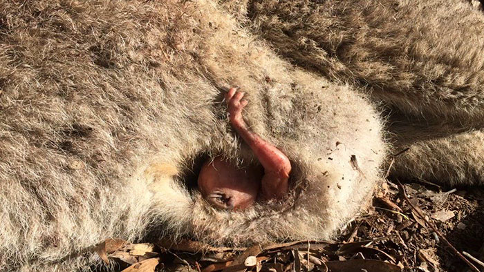 袋鼠妈妈被车撞死 宝宝在育儿袋中伸出手求救